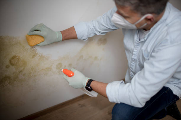 Best Commercial Mold Removal  in Belterra, TX