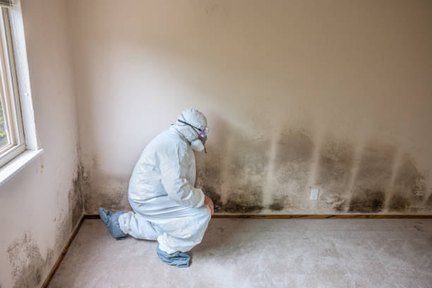 Home Mold Removal in Belterra, TX