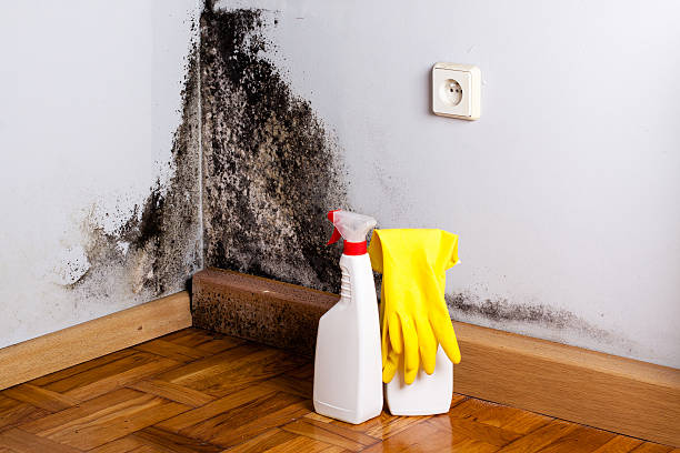 Best Mold Damage Repair  in Belterra, TX