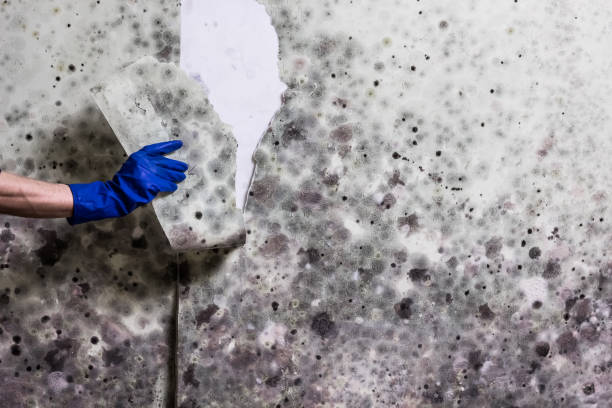 Mold Removal and Inspection in Belterra, TX
