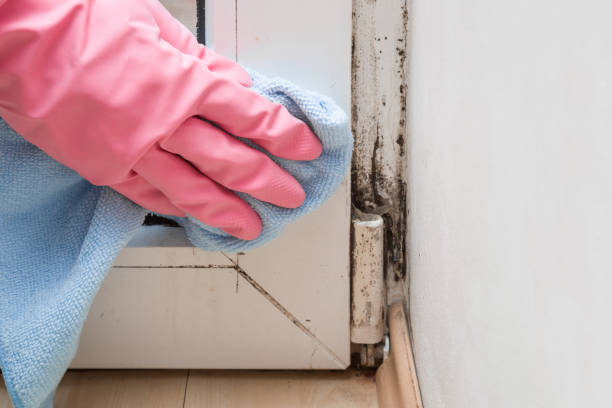 Mold Removal and Inspection in Belterra, TX