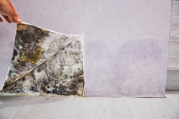 Best Fast Mold Removal  in Belterra, TX